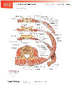 Sobotta  Atlas of Human Anatomy  Trunk, Viscera,Lower Limb Volume2 2006, page 79